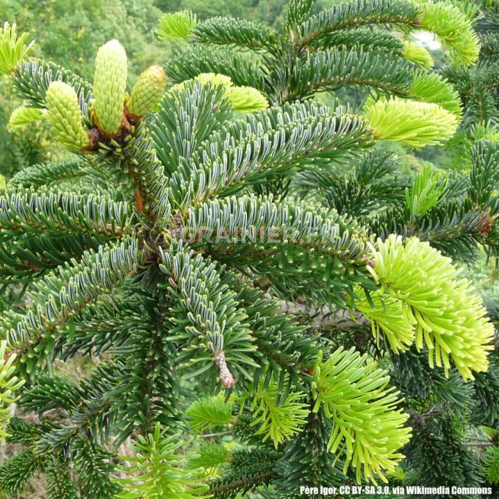  Sapin de Nordmann caucasien, Abies nordmanniana Caucasian image